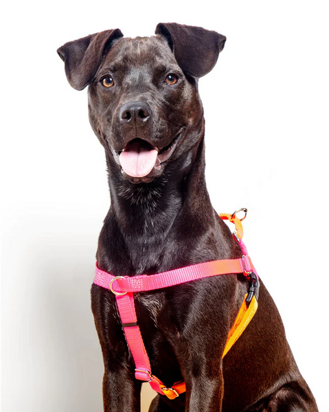 Freedom No-Pull Harness in Neon Pink & Orange