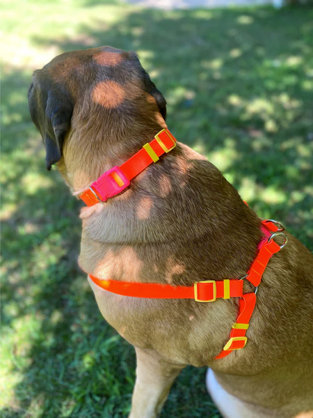 A Walk in the Park Dog Harness